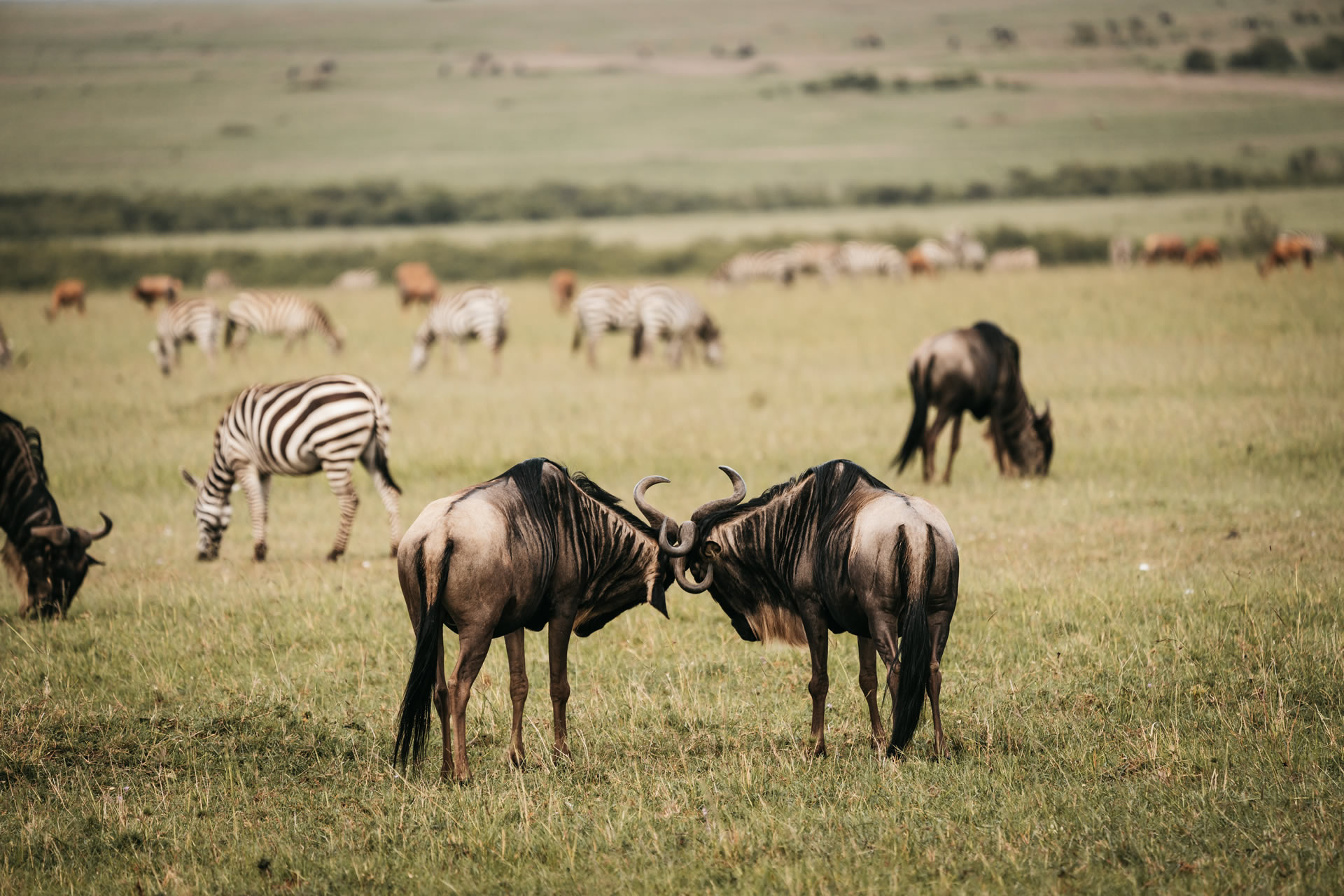 Tanzania-and-kenya-safari-tours