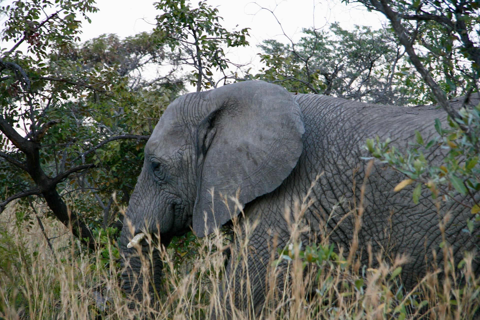 Wildlife-Safari-in-Tanzania-2