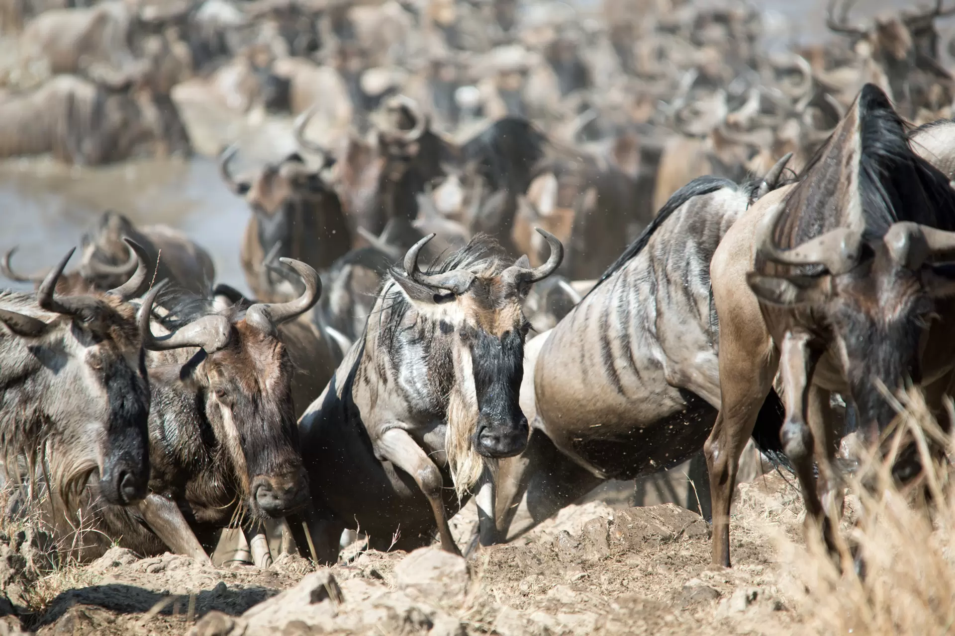 Serengeti-Migration-Safari-12