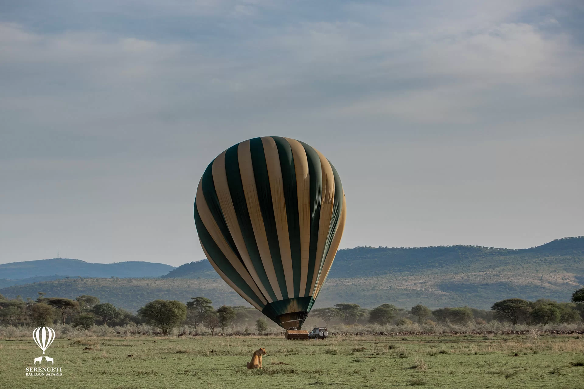 Balloon-Landing-with-Lion