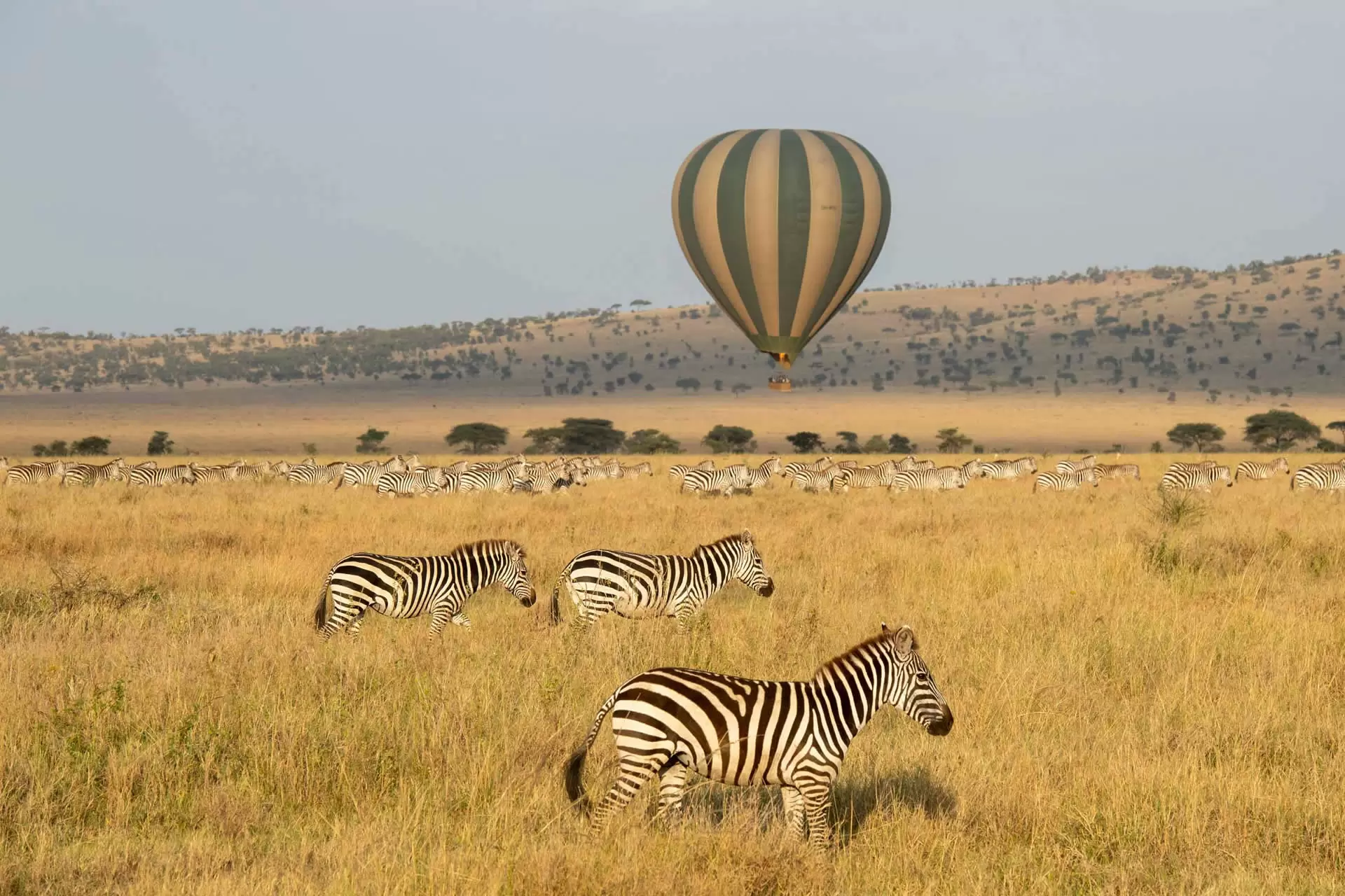 Balloon-and-Zebra
