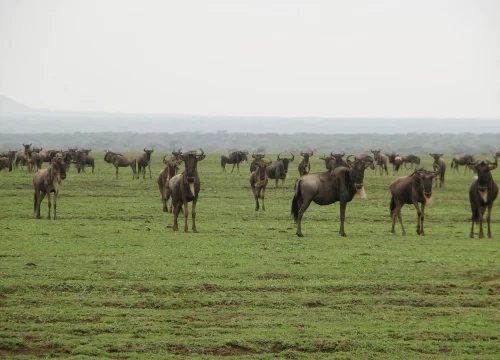Serengeti Splendor: Choosing the Perfect Time for a Family or Romantic Holiday