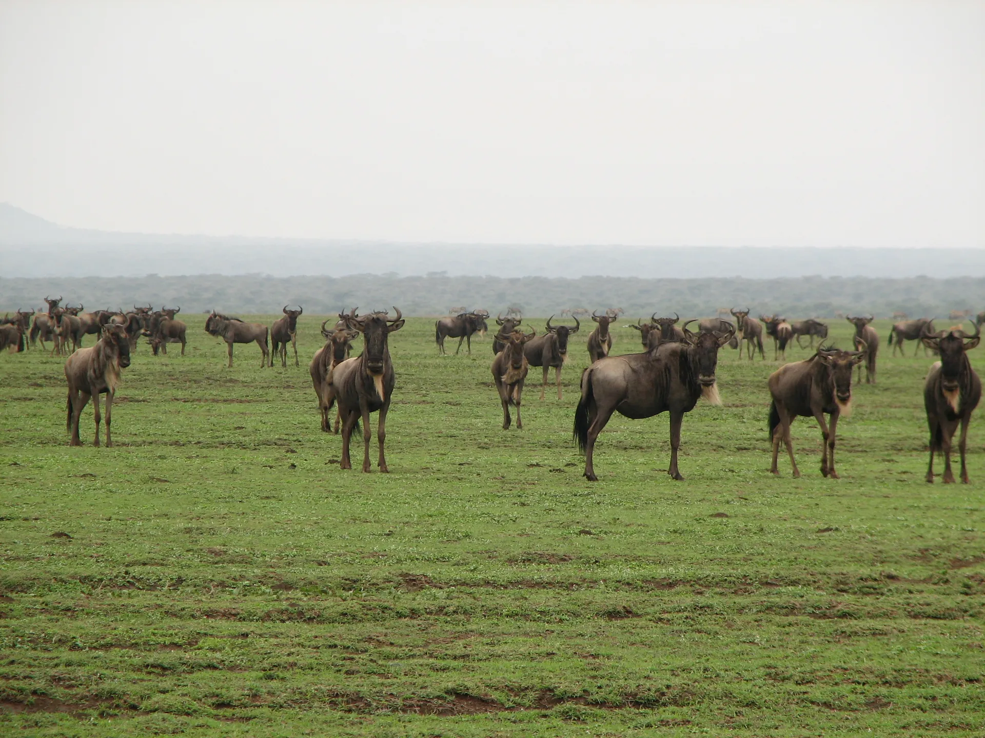 Serengeti Splendor: Choosing the Perfect Time for a Family or Romantic Holiday