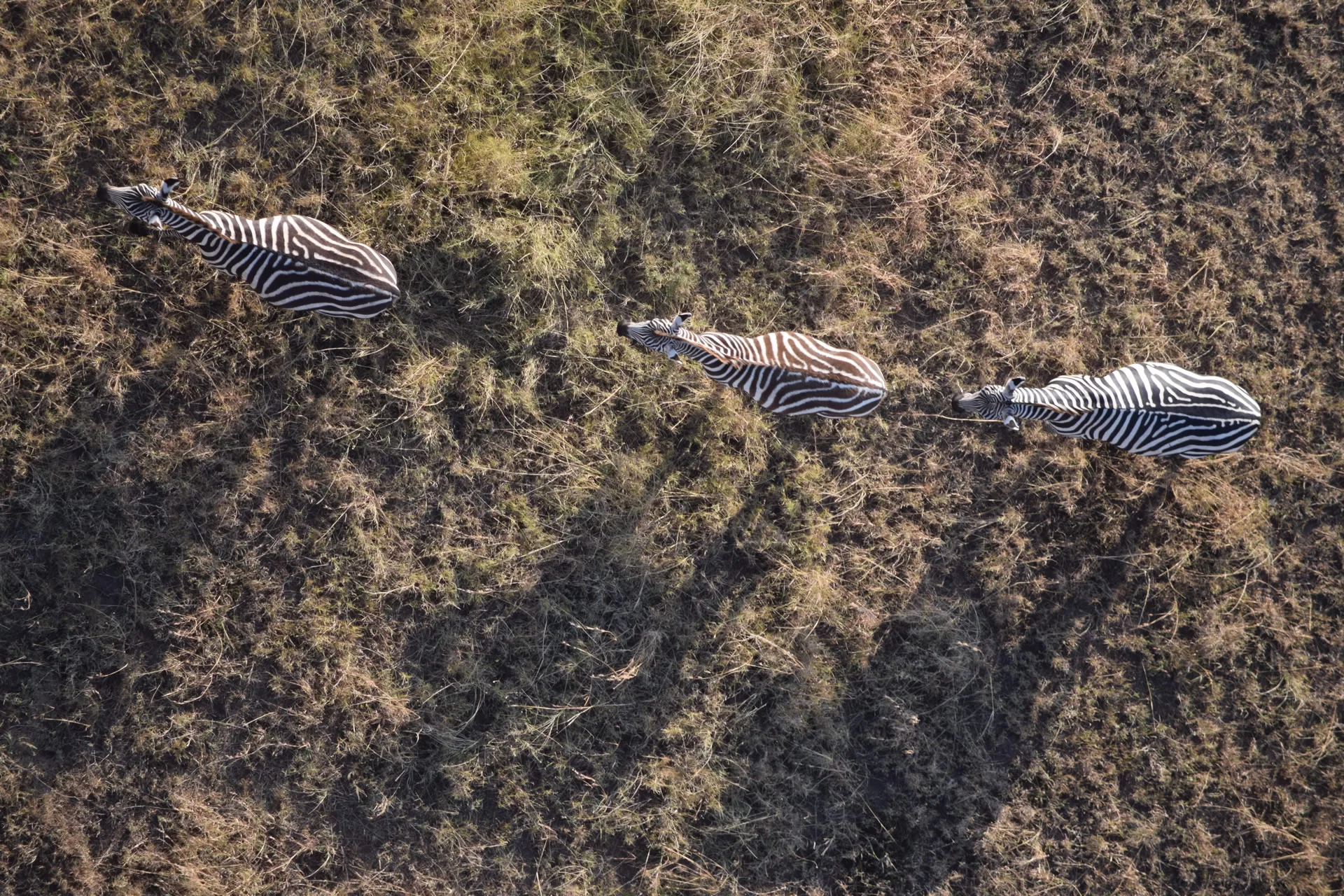Zebra-from-Above