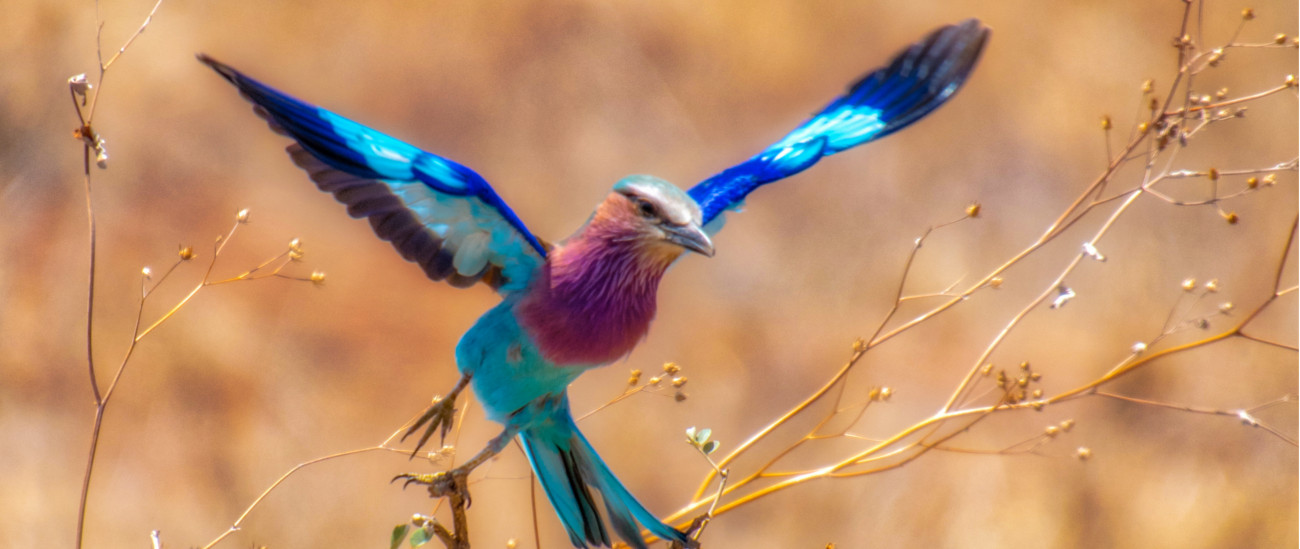 Best Spot in Tanzania for a Birding Safari Experience