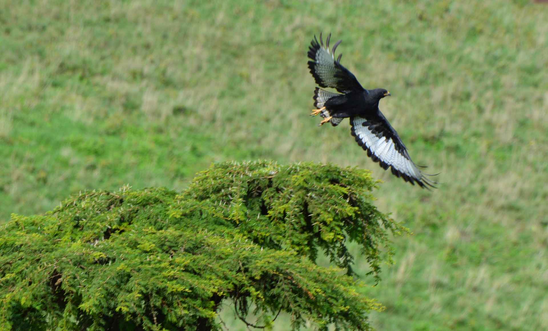 Best Spot in Tanzania for a Birding Safari Experience