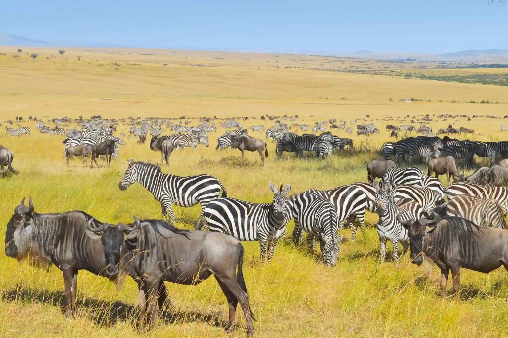 How Many Days Do You Need to Spend in Serengeti National Park?