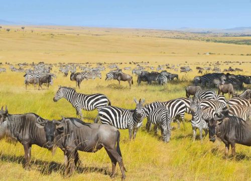 How Many Days Do You Need to Spend in Serengeti National Park?