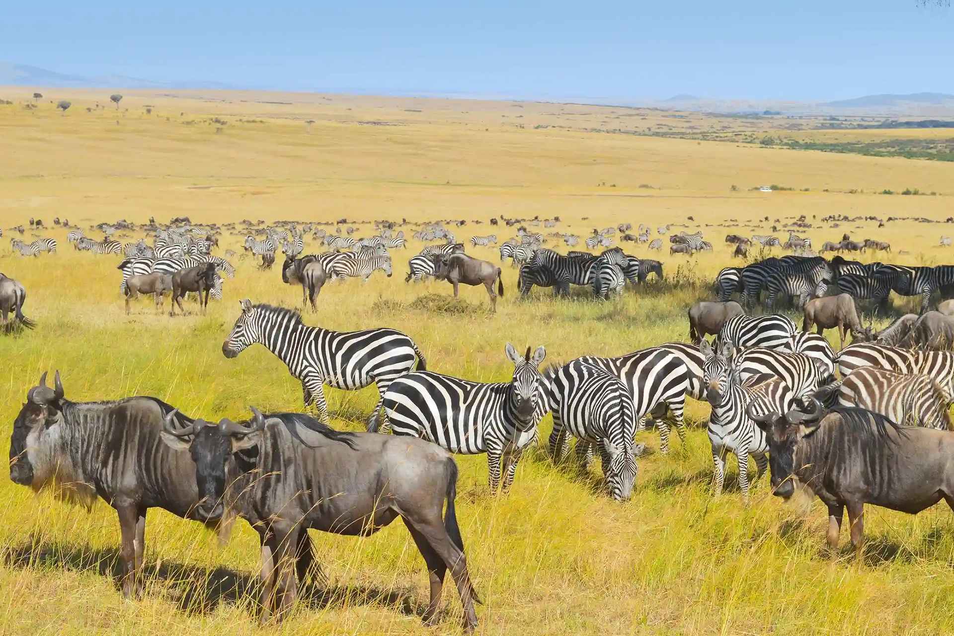 How Many Days Do You Need to Spend in Serengeti National Park?