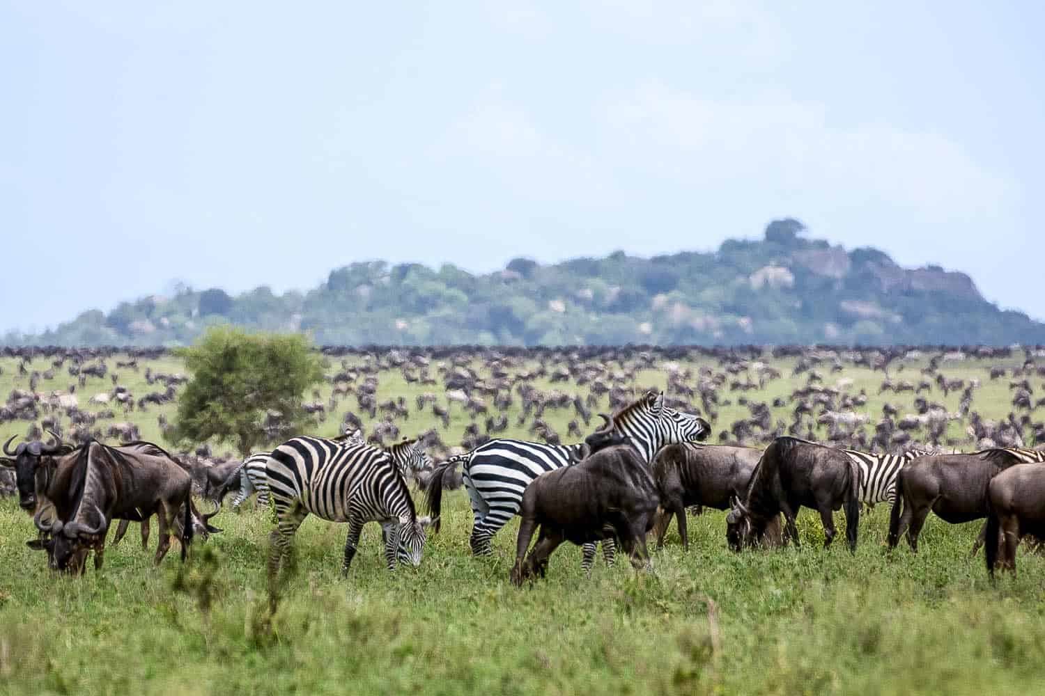 How Much Does a Serengeti Safari Cost?