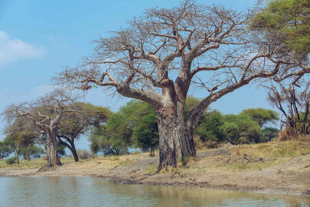 Travel Safety in Tanzania