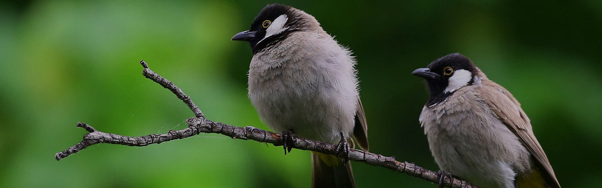 Best Spot in Tanzania for a Birding Safari Experience
