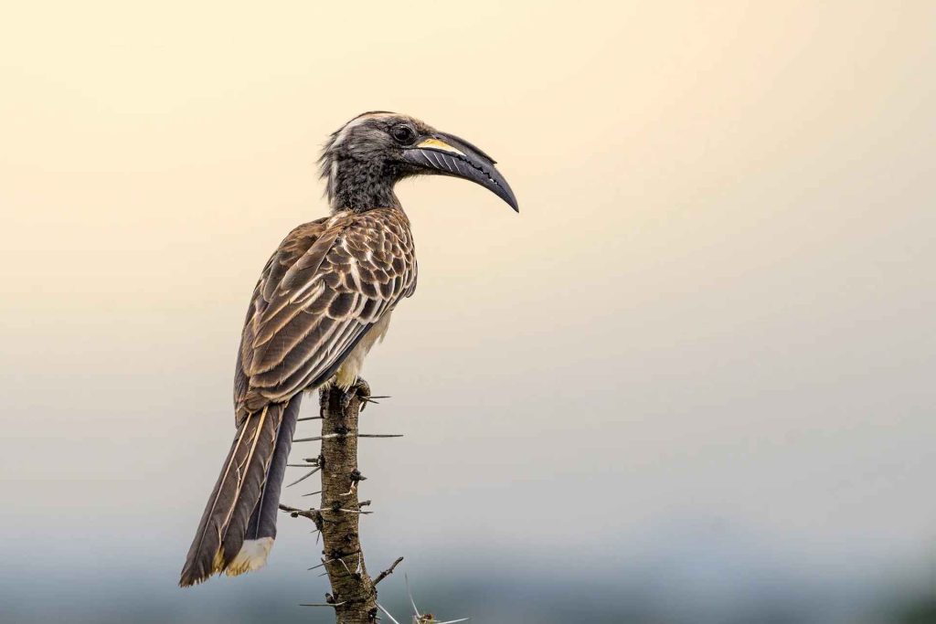 Best Spot in Tanzania for a Birding Safari Experience