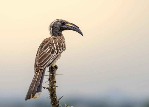 Where Is the Best Spot in Tanzania for a Birding Safari Experience?